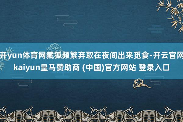 开yun体育网藏狐频繁弃取在夜间出来觅食-开云官网kaiyun皇马赞助商 (中国)官方网站 登录入口